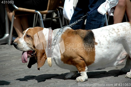 Image of Basset dog