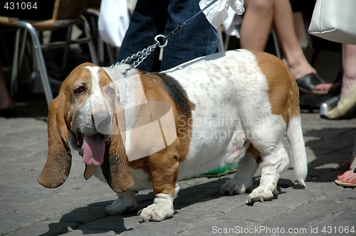Image of Basset dog