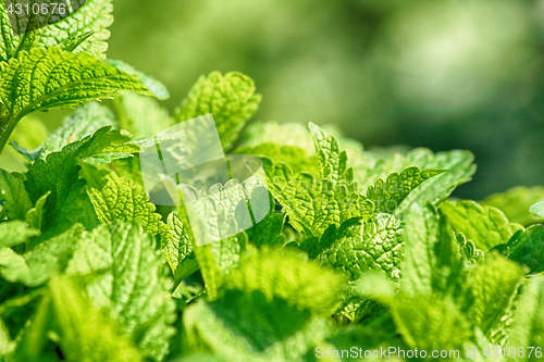 Image of green mint background