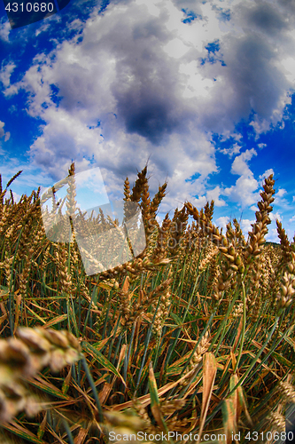 Image of golden corn and blue sky