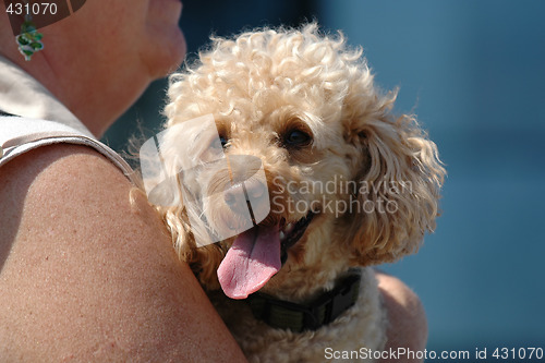 Image of Poodle dog