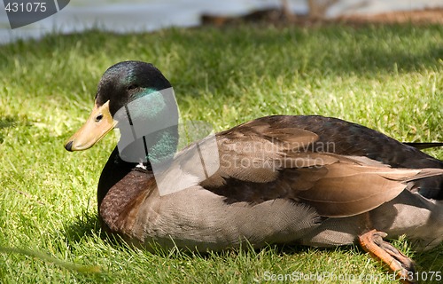 Image of Mallard Duck