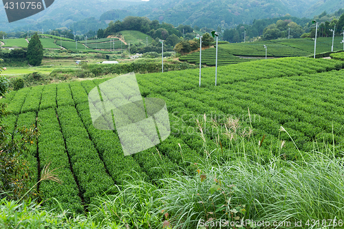 Image of Tea Plantation farm