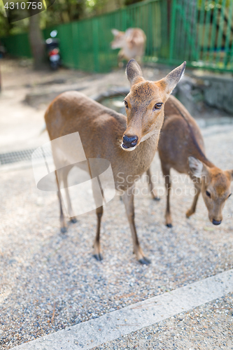 Image of Cute Deer in the park