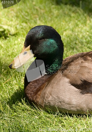 Image of Mallard Duck