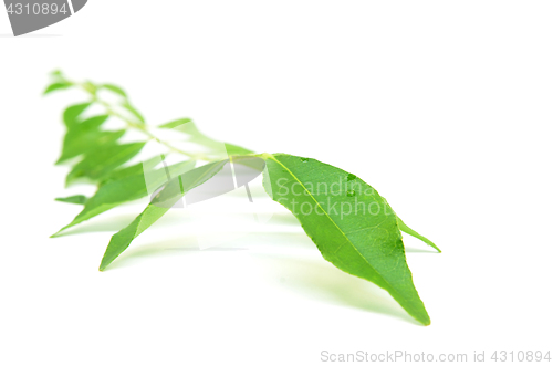 Image of Bunch of curry leaves 