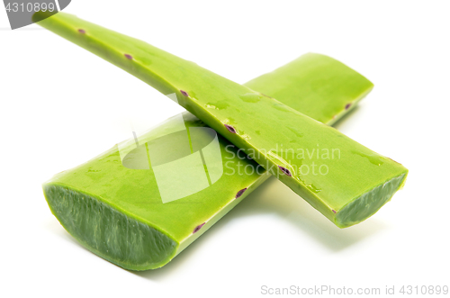 Image of Aloe vera fresh leaf isolated
