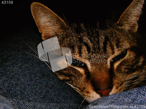 Image of Gaspar