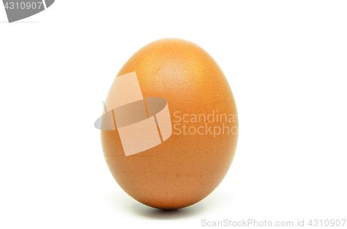 Image of Single chicken egg