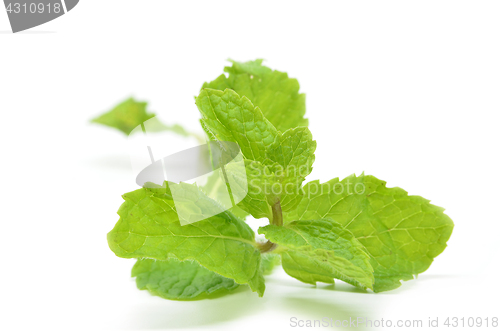 Image of Fresh mint leaves