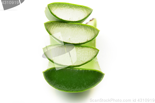 Image of Aloe vera fresh leaf isolated