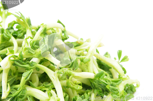 Image of Peanut Sprouts isolated