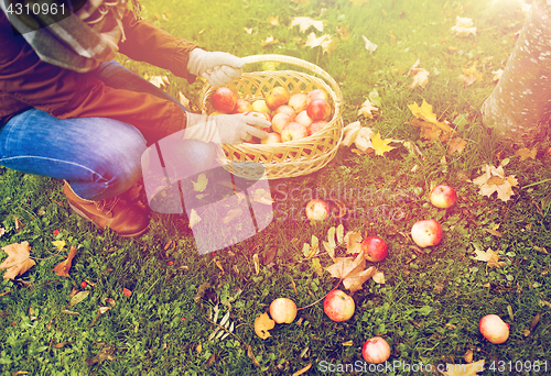 Image of woman with basket picking apples at autumn garden