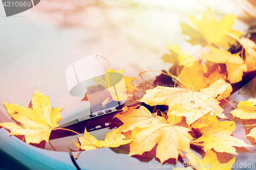Image of close up of car wiper with autumn leaves