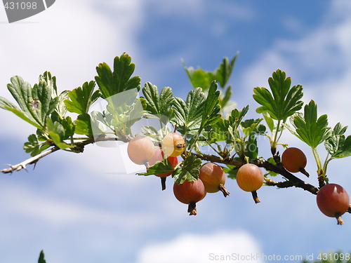 Image of gooseberries