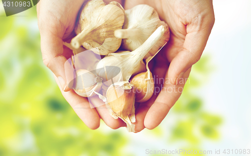 Image of female hands holding garlic