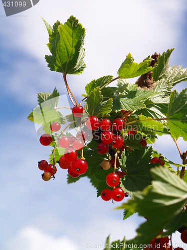 Image of red currant