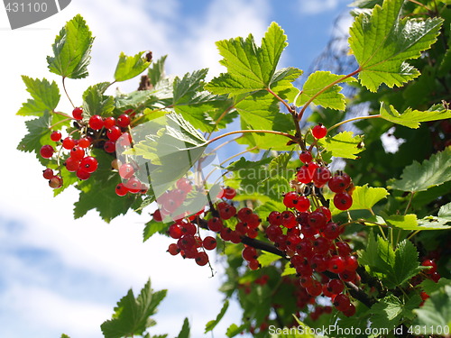 Image of red currant berries