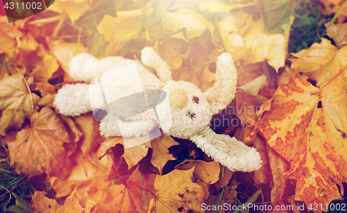 Image of toy rabbit in fallen autumn leaves