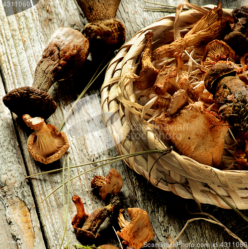 Image of Arrangement of Dried Mushrooms