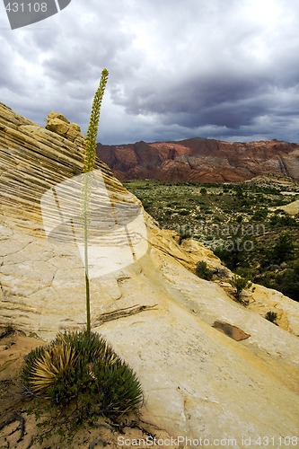 Image of Looking down the Sandstones in to Snow Canyon - Utah