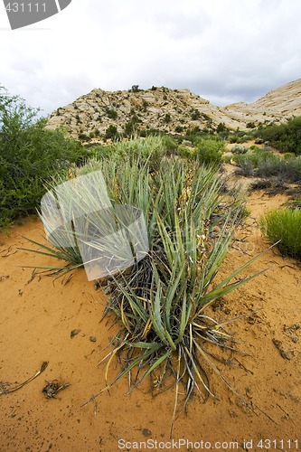 Image of Snow Canyon - Utah