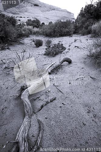 Image of Path to Sand Dunes in Snow Canyon - Utah