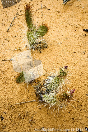 Image of Close up to Small Cactus in Snow Canyon - Utah