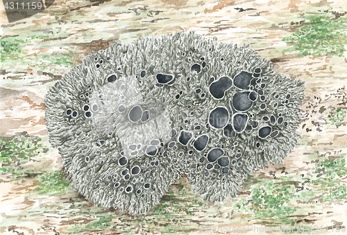 Image of Drawing of a lichen Xanthoparmelia conspersa (Peppered rock-shie