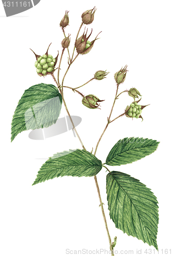 Image of Drawing of a Blackberry (Rubus plicatus) twig