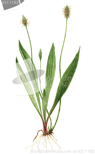 Image of Drawing of a English plantain (Plantago lanceolata) plant