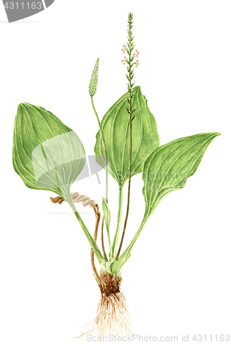 Image of Drawing of a Broadleaf plantain (Plantago major) plant