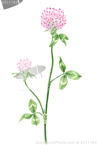 Image of Drawing of a Red clover (Trifolium pratense) twig