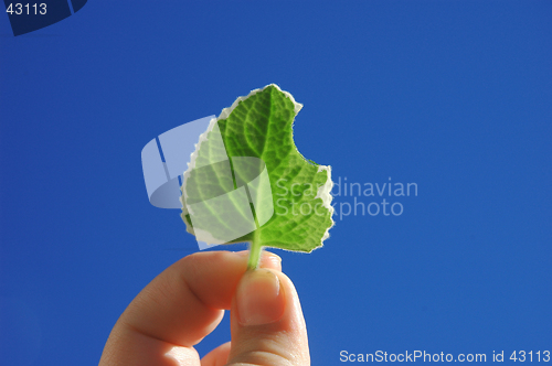Image of Varigated Cuban Oregano Leaf Held Against Sky