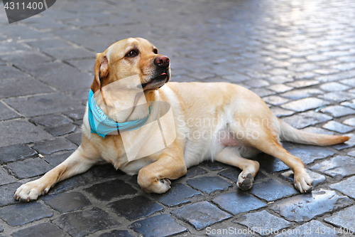 Image of Labrador Retriever