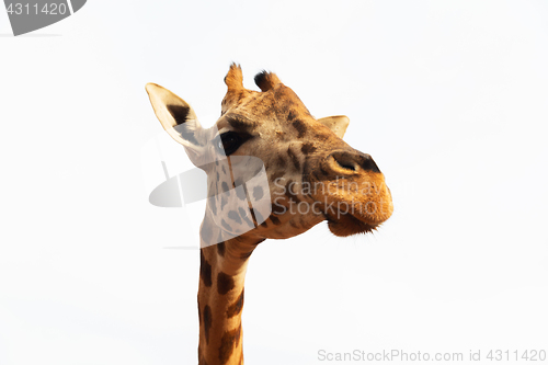 Image of close up of giraffe head