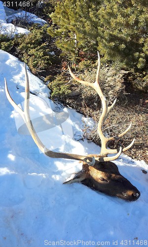 Image of Elk hunted and killed.