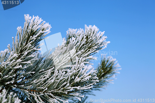 Image of branch of fir tree in hoarfrost