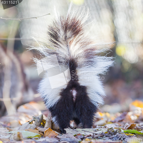 Image of Skunk (Mephitis mephitis) in winter