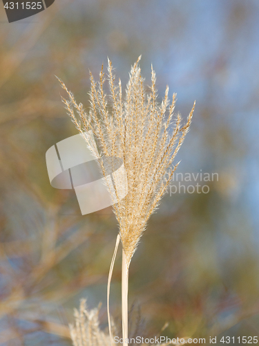 Image of Natural background of yellow reeds