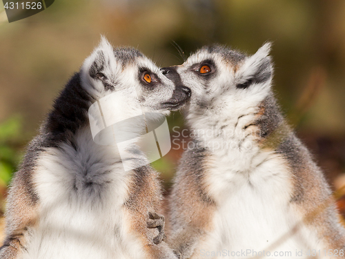 Image of Ring-tailed lemur (Lemur catta), couple