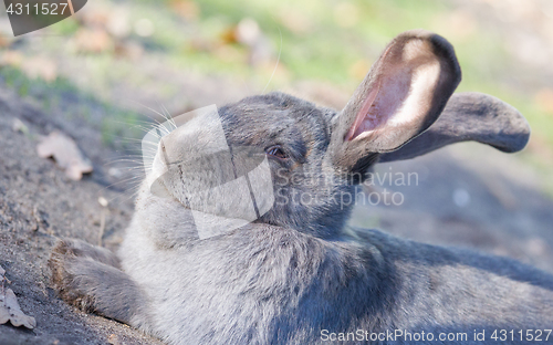 Image of Purebred rabbit Belgian Giant resting outside in the sun