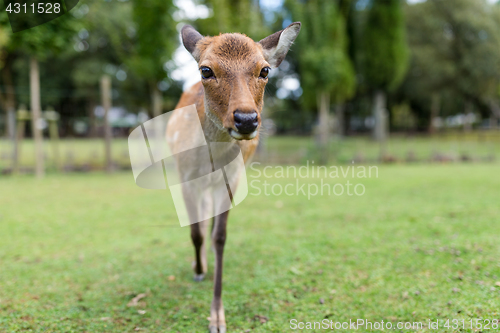 Image of Deer