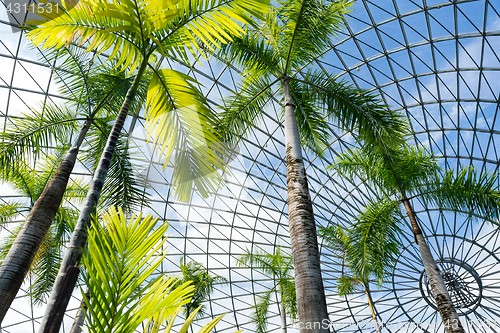 Image of Greenhouse garden