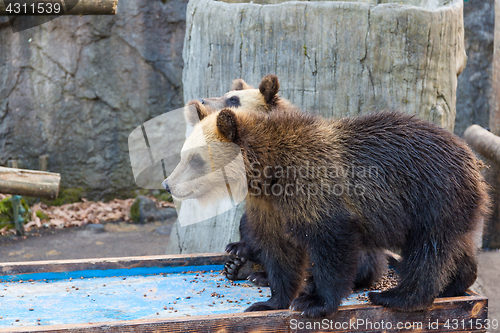 Image of Young bear in zoo park