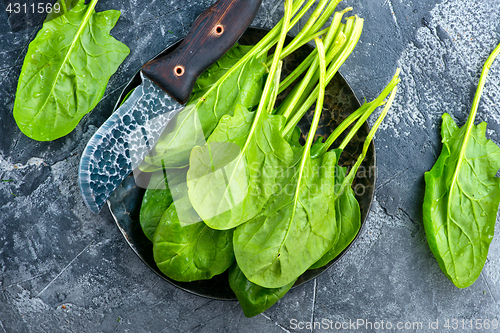 Image of fresh spinach