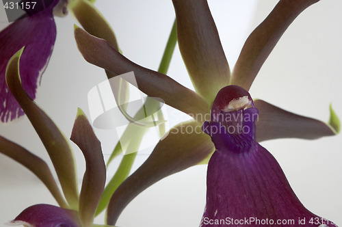 Image of Cattleya, Orchid