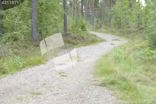 Image of landscape with a path in the forest, blurred image
