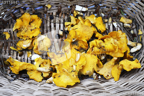 Image of fresh chanterelles mushrooms in a basket