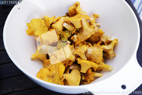 Image of fresh chanterelle mushrooms in a plastic container